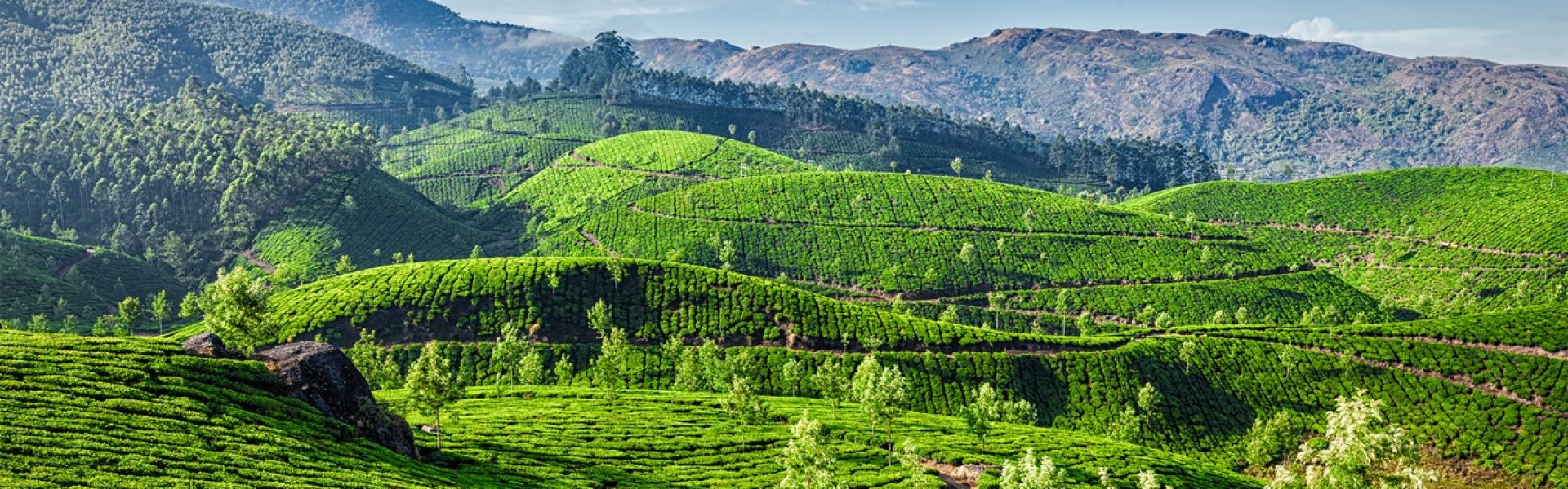 Green tea plantations in the morning, Munnar, Kerala state, India